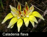 Caladenia flava