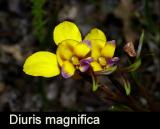 Diuris magnifica