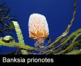 Banksia prionotes