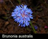 Brunonia australis