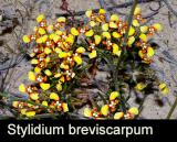 Stylidium breviscarpum