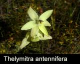 Thelymitra antennifera