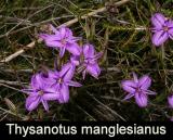 Thysanotus manglesianus