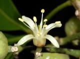 Acronychia peninsularis