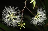 Archidendron kanisii