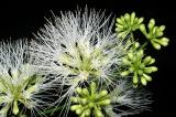 Archidendron sp. Quion Hill