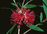 Asteromyrtus brassii