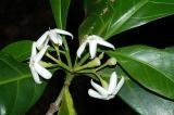 Atractocarpus fitzalanii