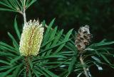 Banksia aqulonia