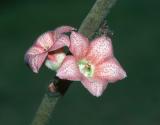 Brachychiton tuberculatus