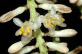 Cordyline canifolia