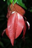 Cynometra sp. Mossman River