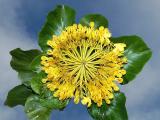 Deplanchea tetraphylla