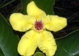 Dillenia alata