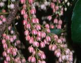 Elaeocarpus coorangaloo
