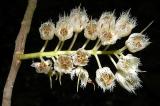 Elaeocarpus angustifolius