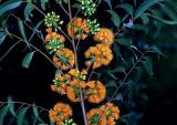 Eucalyptus phoenicea