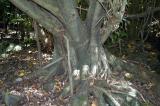 Ficus benjamina