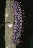 Hicksbeachia pilosa