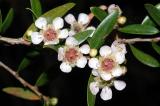 Leptospermum amboinensis