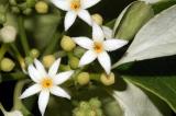 Morinda reticulata