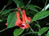 Rhododendron notiale