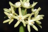 Sarcostemma australe