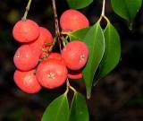 Syzygium luehmannii