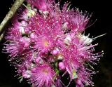 Syzygium malaccense