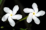 Tabernaemontana orientalis