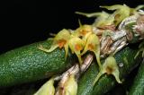 Thrixspermum congestum