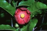 Uvaria concava