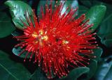 Xanthostemon youngii
