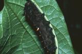 Richmond Birdwing - larva