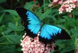 Ulysses Swallowtail - male