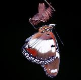 Danaid Eggfly - male