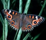 Meadow Argus