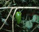 Black and White Tiger - pupa