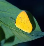 Orange Migrant - male