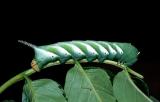 Giant Privet Hawk Moth - larva