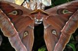 Hercules Moth - male