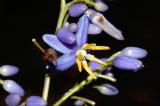 DIANELLA SP.