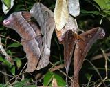 Hercules Moths