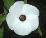 Hibiscus forsteri