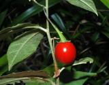 Solanum