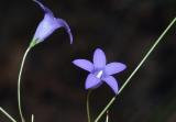 Wahlenbergia caryophylloides