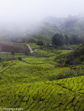 CameronHighlands_20100814_0527.jpg