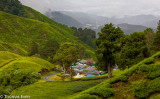 CameronHighlands_20100814_1000_1_2.jpg