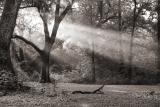 Forest Light #175 B&W