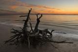 Jekyll Island Driftwood #073